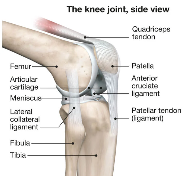 knee pain